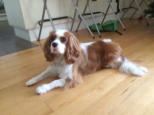 Pronto Pet Care Pic 5 - Fang The Cavalier gentle and loving Enjoys his bath and Full groom