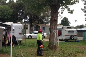 Canopy Tree Pty Ltd Pic 2 - Tree Pruning