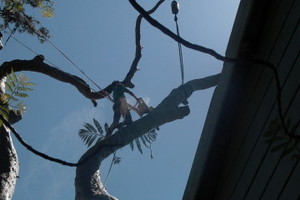 Canopy Tree Pty Ltd Pic 4 - Tree Removal