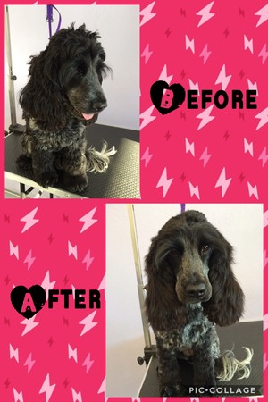 Furbaby Grooming Salon Pic 4 - Full service pamper