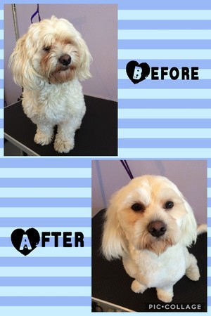 Furbaby Grooming Salon Pic 5 - Full Service pamper