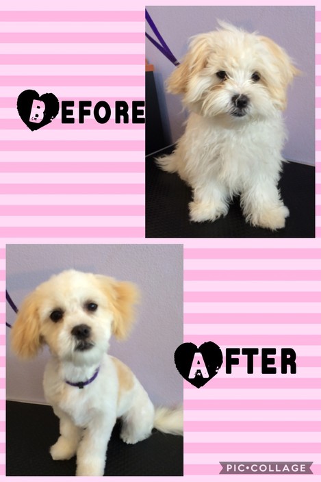 Furbaby Grooming Salon Pic 1