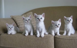 Burmilla Long & Shorthairs Pic 4 - 8wk old Black shaded shorthair Burmilla kittens