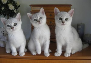 Burmilla Long & Shorthairs Pic 3 - Black shaded shorthair Burmilla kittens 12wks