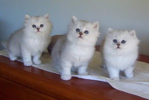 Burmilla Long & Shorthairs Pic 2 - shantinga burmilla long tiffanie shorthair kittens 4 sale