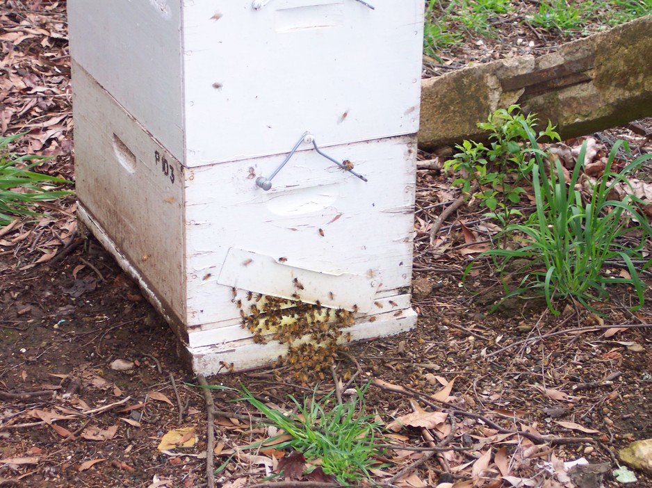 craig pace apiaries Pic 1