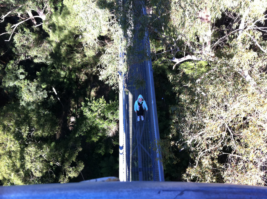 Illawarra Fly Treetop Walk Pic 2 - Not for the faint hearted