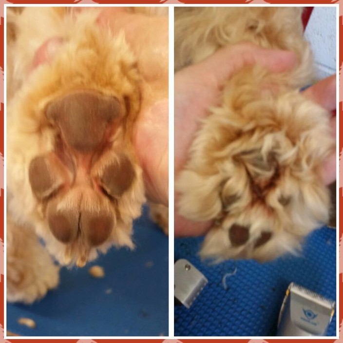 Pepperlee Dog Grooming Pic 1