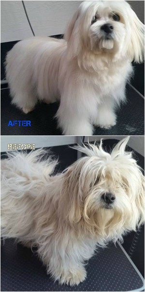 Pepperlee Dog Grooming Pic 2