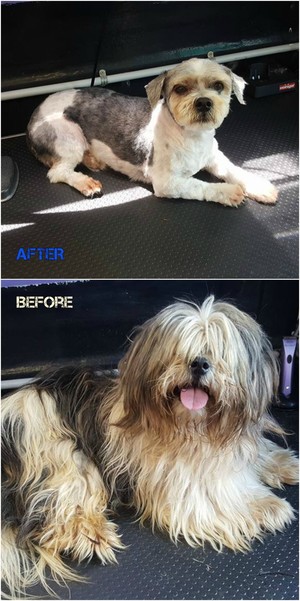 Pepperlee Dog Grooming Pic 4