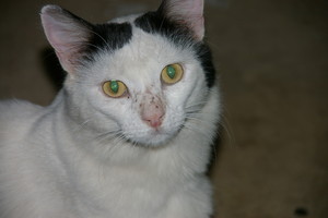 Walkerville Vet Pic 5 - Spottie when he was a stray