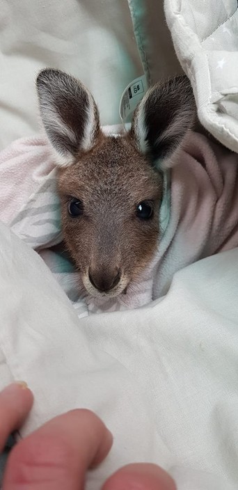 Healing Hands Wildlife Care Pic 1