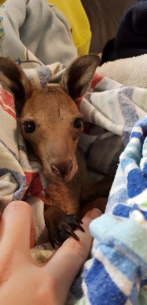 Healing Hands Wildlife Care Pic 3