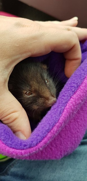 Healing Hands Wildlife Care Pic 5