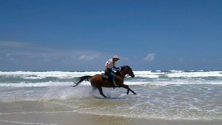 Noosa Horses Pic 1