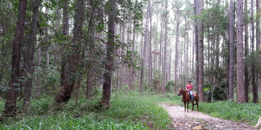 Noosa Horses Pic 2