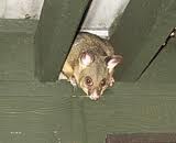 Possum Piper Pic 3 - Peaka Boo