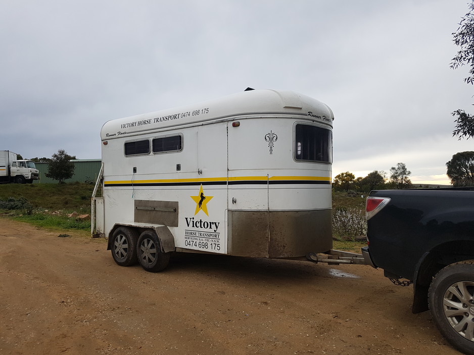 Victory Horse Transport Pic 1 - Horse Transport VIC