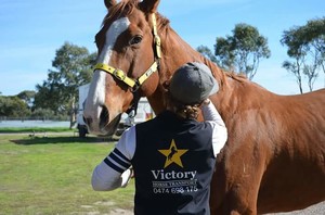 Victory Horse Transport Pic 5 - Victory Horse Transport Servicing Adelaide Melbourne and New South Wales