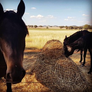 GutzBusta Hay Nets / All Bare with Natural Hoof Care Pic 5