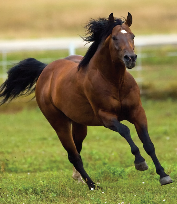 EQUINE & CANINE RE-ALIGNMENT Pic 1 - Correct alignment is vital for optimum performance health