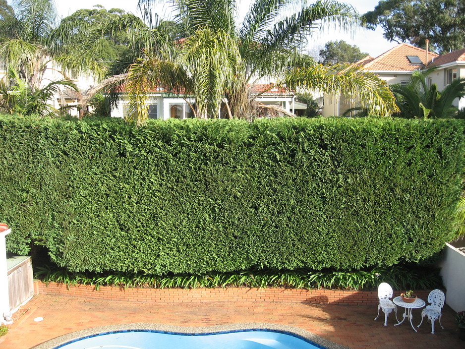 Waratah Garden Maintenance Pic 1 - One of the hedges I trim