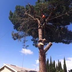 Sparta Tree Industries Pic 2