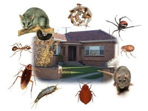 Ultimate Restoration Services Pic 3 - Pest Control