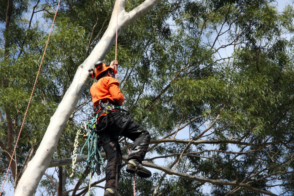 ByronTrees Pic 1 - Byron Bay Tree Services BBTS is a privately owned Australian Company dedicated to providing quality service and tree care in Northern New South Wales and South East Queensland