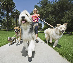 Litte Pet Minders & Dog Walking Pic 1 - Dog Walking Little Pet Minders