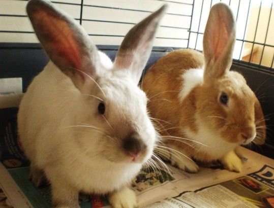 Litte Pet Minders & Dog Walking Pic 2 - Rabbit Boarding Little Pet Minders