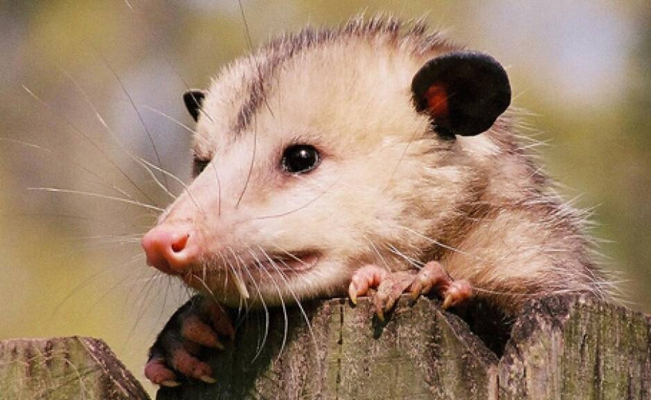 Humane Possum Removal Melbourne Pic 1