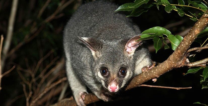 Humane Possum Removal Melbourne Pic 2