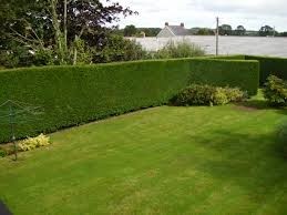 Pardon my Garden Pic 2 - Hedges and Lawns