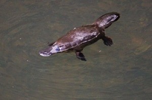 Eungella Mountain Edge Pic 5 - Platypus photo courtesy of Bill Cameron Mackay