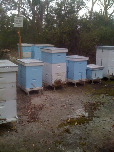 Bee swarm removal - Northern Beaches Pic 1 - Hives