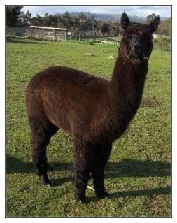 Highfields Alpacas Pic 5