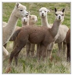 Highfields Alpacas Pic 1