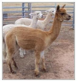 Highfields Alpacas Pic 4