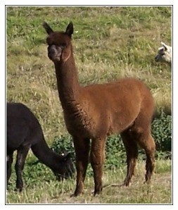 Highfields Alpacas Pic 3