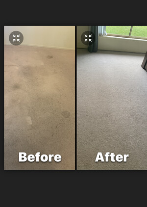 The Carpet And Upholstery Gp + Pest Control Pic 2