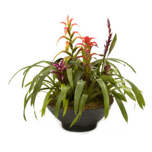 Newcastle Indoor Plant Hire Pic 2 - Planter Bowl with Bromeliades