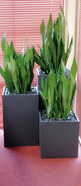 Newcastle Indoor Plant Hire Pic 3 - These cubes look fantastic when grouped together Mother In Laws Tongue is planted in all three