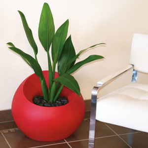 Newcastle Indoor Plant Hire Pic 4 - Just add a flick of colour with the red planter