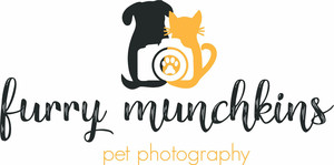 Furry Munchkins Pet Photography Pic 5