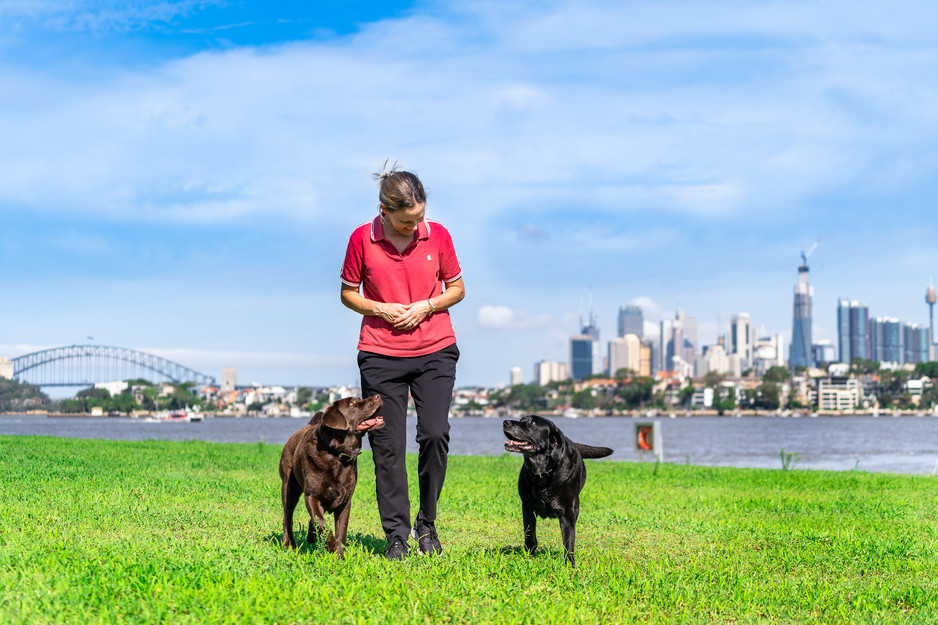 Furry Munchkins Pet Photography Pic 1 - A stunning pet family photo shoot at Clarkes Point Reserve Woolwich featuring two Labrador Retrievers and their loving Mum