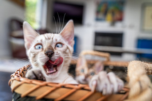 Furry Munchkins Pet Photography Pic 4 - Two beautiful bengal kittens getting their photos taken at our of our portrait sessions at a home in Lane Cove