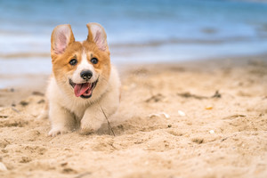 Furry Munchkins Pet Photography Pic 2 - Portrait of a Corgi running along the beach at one of our Dog Photography Photo Sessions at the Northern Beaches of Sydney