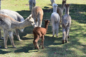 Kurralea Alpacas Pic 5