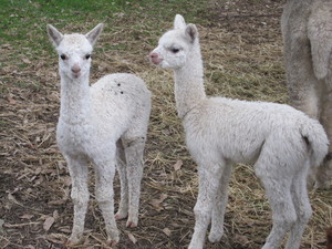 Kurralea Alpacas Pic 3